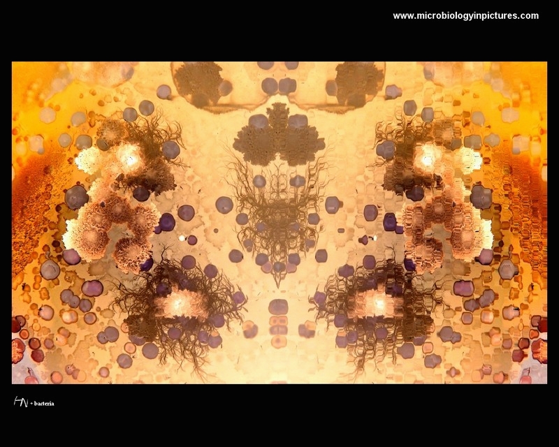 bacteria